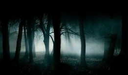 黑夜森林在线观看,探寻神秘森林的惊悚之旅